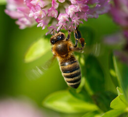 Bee on a pink clover flower. Macro