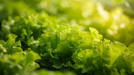 Fresh Green Lettuce Leaves in Natural Light for Healthy Eating and Cooking Ideas