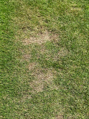 猛暑で傷んだ芝生