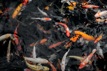 Mehrere Koikarpfen schwimmen im Nationalpark Khao Sok