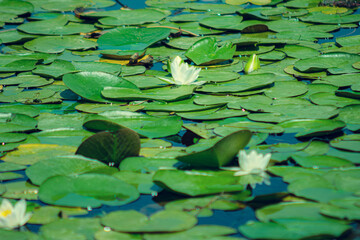 Lotus plant field. Water surface covered with green leaves. Poster print image. Selective focus.