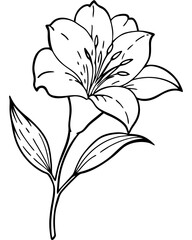 Alstroemeria flower with stem and leaves illustration coloring page line art black lines white
