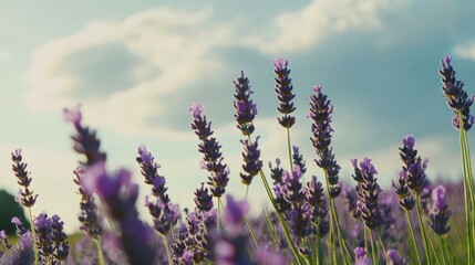 Fototapeta premium Close Up of Lavender Flowers in Field