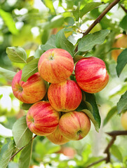 Apple branch with leaves in closeup © Dionisvera