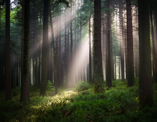 Obraz premium Dark mysterious forest with sunlight passing through the trees