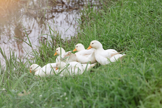 Group of call ducks are playing in the farm.cute duck aquatic birds on green grass.