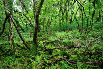 dense spring forest with fresh ferns and mossy old trees