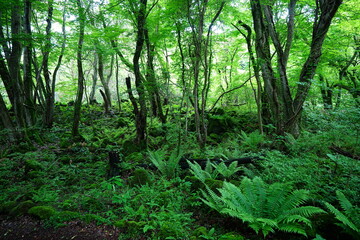 Obraz premium dense spring forest with fresh ferns and mossy old trees