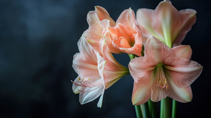 Fototapeta premium A bouquet of delicate amaryllis flowers