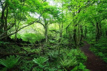 spring path through fresh ferns