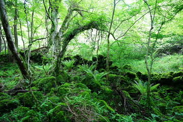 dense spring forest with fresh ferns and mossy old trees