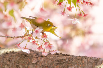 桜とメジロ