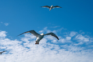 seagull in flight
