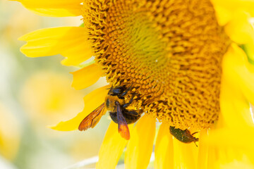 クマンバチとひまわり