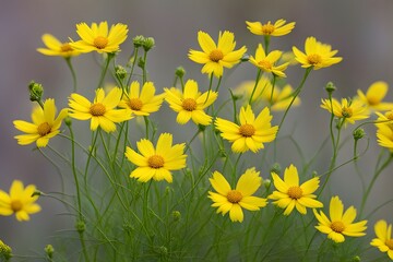 Bright yellow coreopsis with daisy like petals and slender green stems, AI Generated