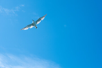 seagull flying in the sky