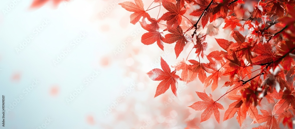 Wall mural maple tree in autumn featuring red leaves background includes copy space