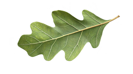 Close up of green oak leaf with veins and stem transparent background