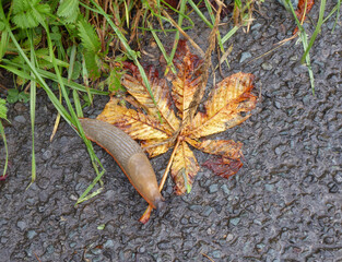 large slug (leaf for scale)