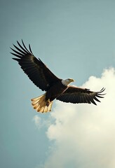 Obraz premium Bald Eagle Soaring in Sky. Majestic bald eagle in flight against a cloudy sky. Freedom, power, and wildlife.