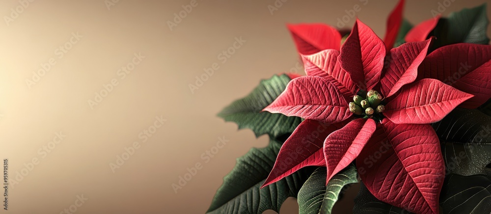 Poster Beautiful Christmas arrangement featuring a poinsettia on a colored background. with copy space image. Place for adding text or design