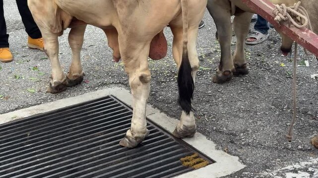 Bull, testicles hanging loose. Point of view shot.
