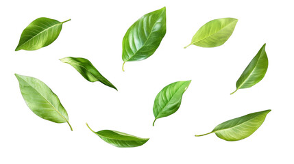 Green leaves isolated transparent background