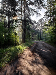 Obraz premium path in the woods