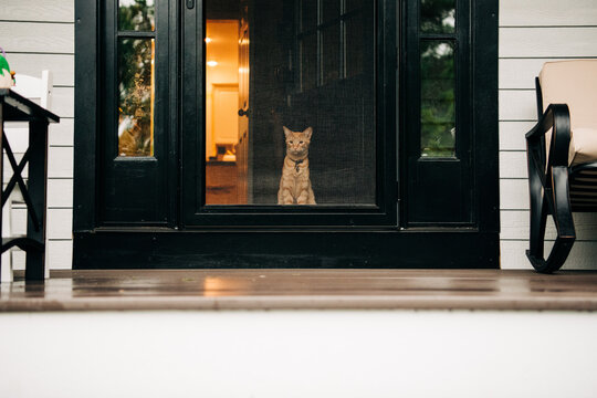 Orange cat sitting behind a screen door, gazing outside