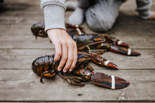 child's hand holding a fresh lobster
