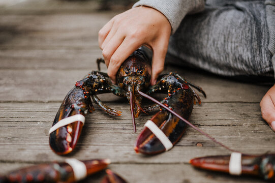 A child holding the head of a fresh lobster catch