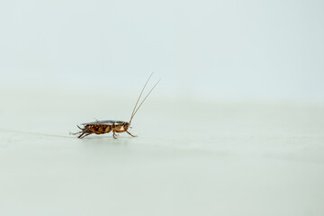Large Cockroach In Bathroom on white tiles - Australian Cockroach