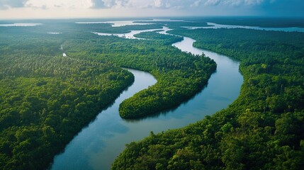 Aerial perspective of the dense mangrove forests and winding rivers of Bako National Park in Sarawak.