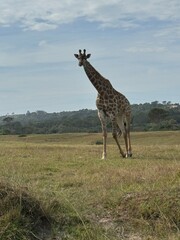 giraffe in the savannah