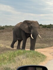 Obraz premium Wild Elephant