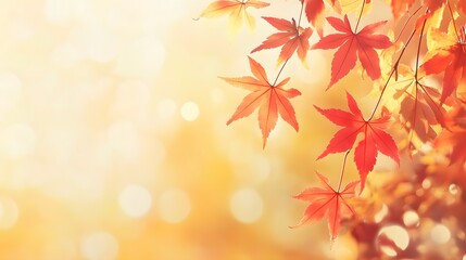 Fototapeta premium A serene image of vibrant maple leaves in autumn hues, softly illuminated against a warm, bokeh background. 