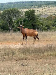 Wild buck