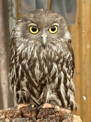 Owl