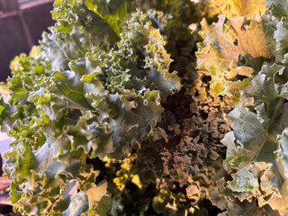 vegetables on the market
