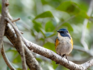 森の中の木陰で枝に留まって周りを見渡しているルリビタキの雄