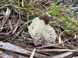 mushroom in the forest