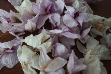 Storczyk różowy Sacramento orchidea