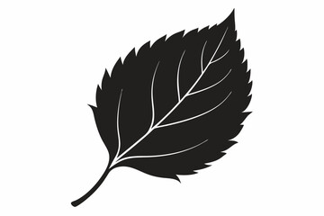 
Birch leaf silhouette Vector illustration. leaf vector icon, Birch leaf

