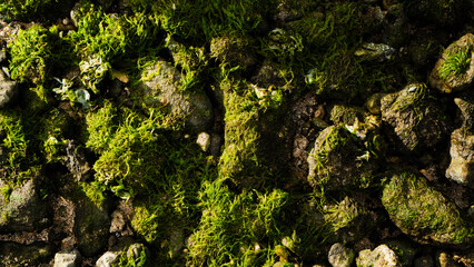 A close-up view of vibrant green moss covering rocky terrain. The intricate textures and natural patterns create a lush, earthy aesthetic.