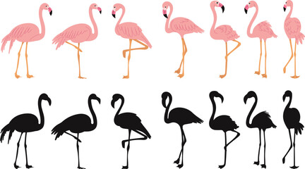 flamingo pink, vector on white background