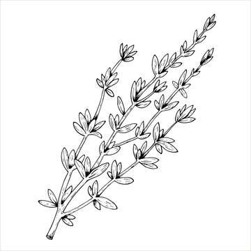 recommend clip art: Graphics vector botanical illustrations with thyme. Black line sketch with herbs and spices. Two versions - with and without filling