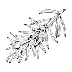 Graphics vector botanical illustrations with tarragon. Black line sketch with herbs and spices. Two versions - with and without filling