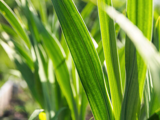 A close-up of fresh sprouts, brightly illuminated by the sun's rays, symbolizes hope and the new life cycle of nature