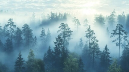 Fototapeta premium Sun rays illuminating a dense forest shrouded in a misty morning.