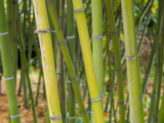 A cozy bamboo grove with tall stems creating green twilight and tranquility, ideal for meditation...